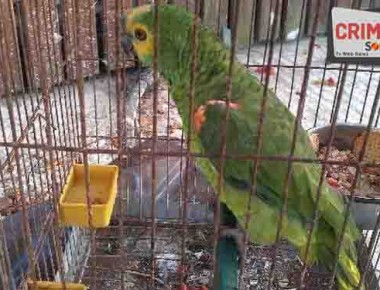 parrot-5879y0x375