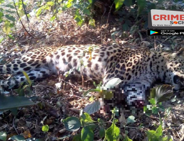 Gondia-Leoparadwsdswd