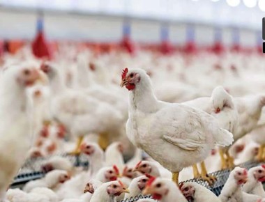 374033-62569805701-poultry-farms-thinkstock-090117