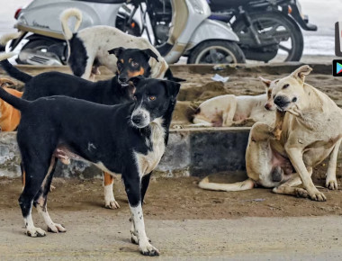 227097642277dcvbc31239552957_original-4 copy